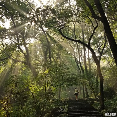 【中国最美瞬间】森林山道光影