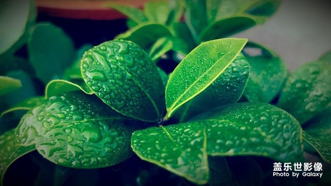 【第99期：Galaxy S轻奢版正式发布 社区用户体系优化上线】