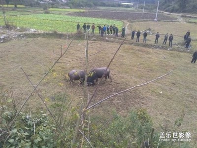 《中国最美瞬间》+斗牛