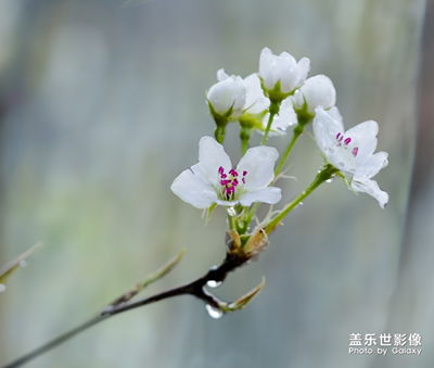 【中国最美瞬间】+梨花一枝春带雨