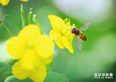 【中国最美瞬间】+黄蜂采蜜