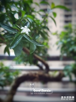 阳台上的盆栽“六月雪”