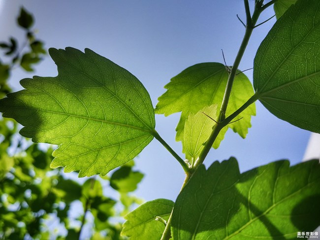 【第99期：Galaxy S轻奢版正式发布 社区用户体系优化上线】