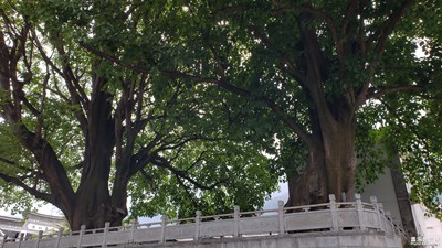 【中国最美瞬间】+大树