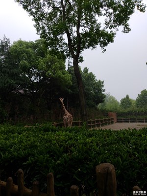 【中国最美瞬间】+长颈鹿