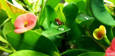 一盆菜