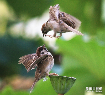 【中国最美瞬间】+喜欢鸟儿