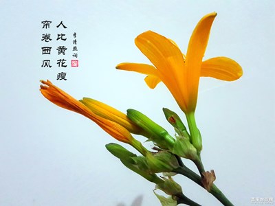 黄花之恋