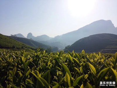 美丽的茶山