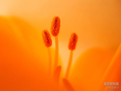 【夏之花】+野花香，山花俏
