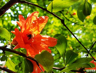 【夏之花】鲜花盛开的村庄