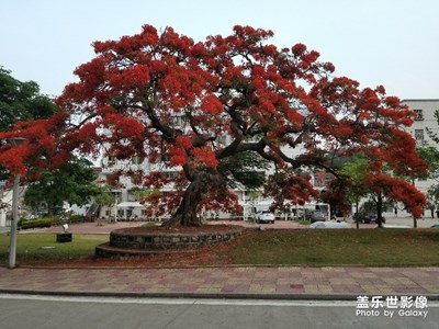 【夏之花】+母校的凤凰花