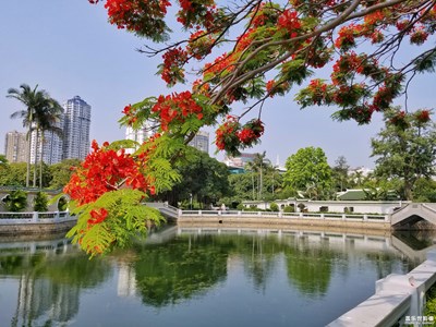 【夏之花】+凤凰花开，在最美的季节