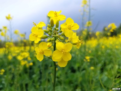 油菜花