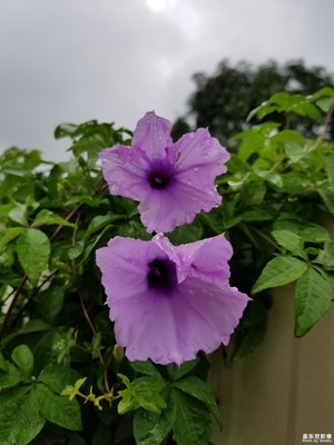 雨中牵牛花