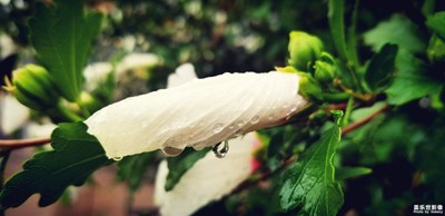 雨后随拍