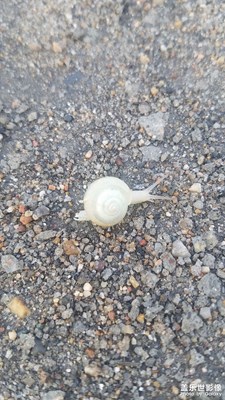 蜗牛