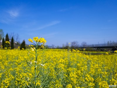 【夏之花】+万花争艳