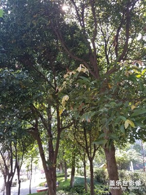 风景