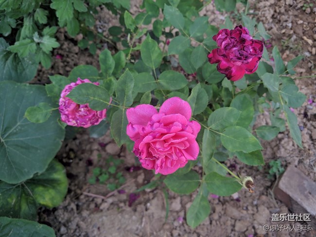 Note 8 拍照  字数补丁