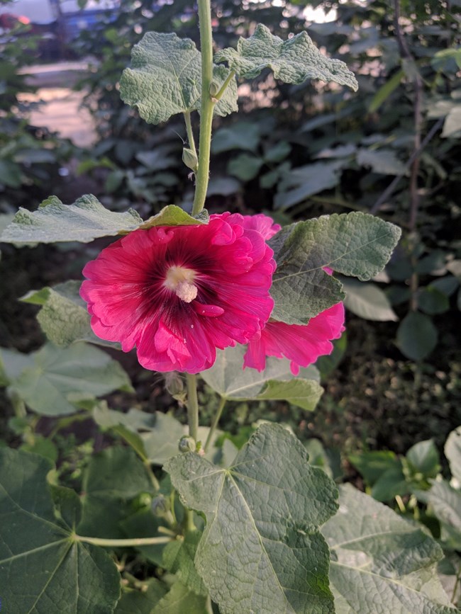 Note 8 拍照  字数补丁