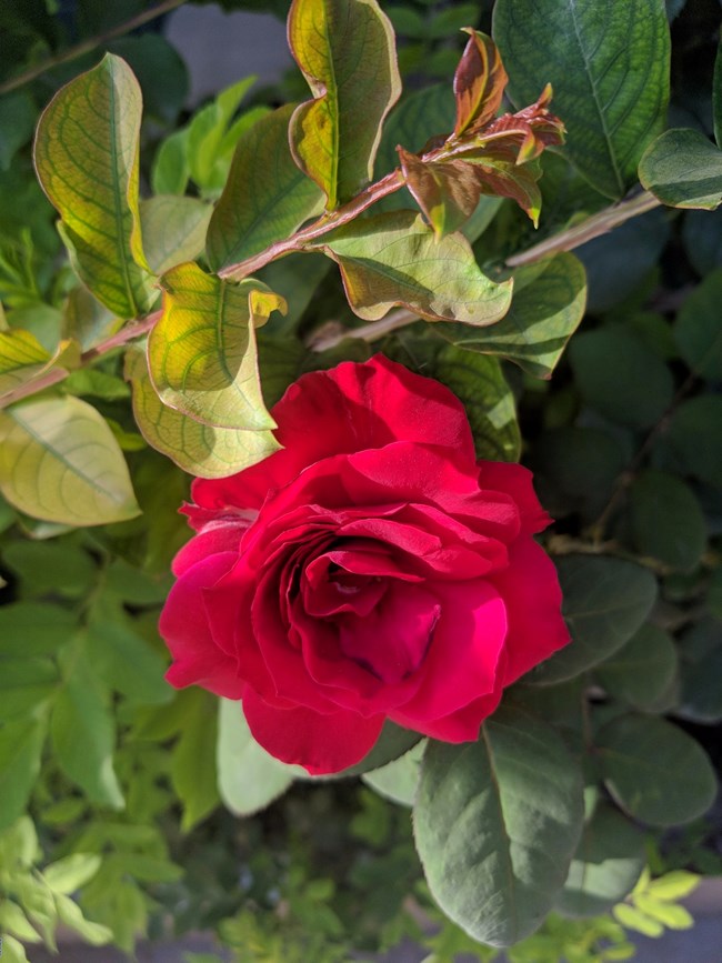 Note 8 拍照  字数补丁