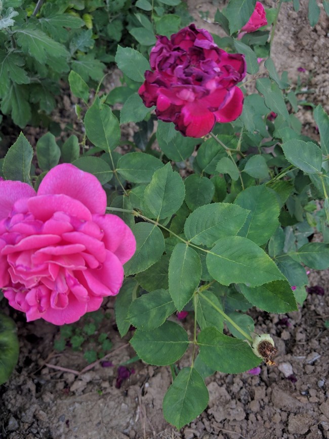 Note 8 拍照  字数补丁