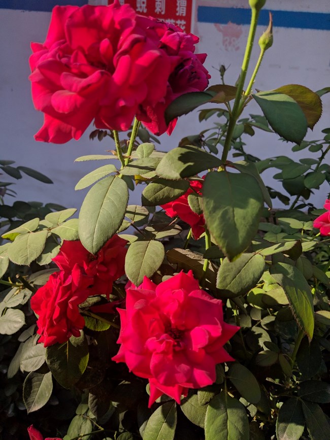 Note 8 拍照  字数补丁