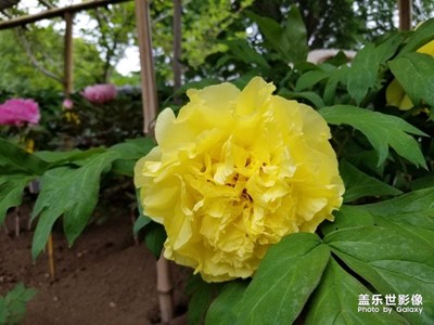 生如夏花