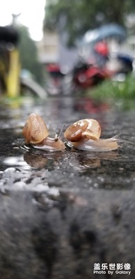 雨后小蜗牛