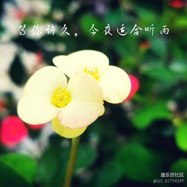 大爱三星的相机