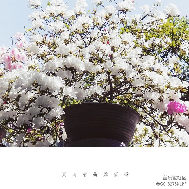 大爱三星的相机