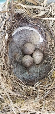 这是什么鸟蛋？？