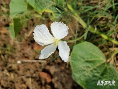 谁知道这是什么花