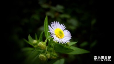 最美瞬间/花开时刻