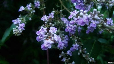 花开花谢__本来就是生命的一部分……