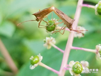 行走，发现+夏虫掠影