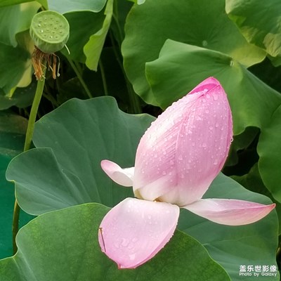 （行走，发现）+荷花