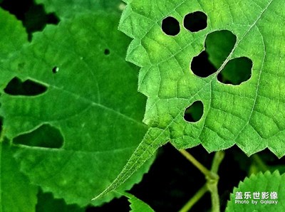 《行走，发现》+夏虫