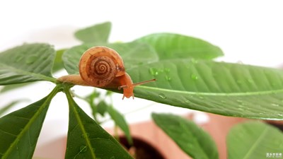 虫趣