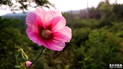 一些不知名的野花野草