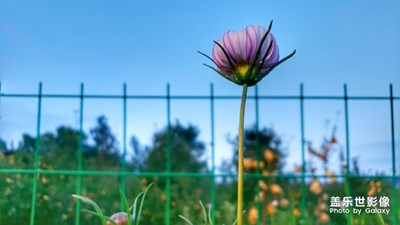 美丽的格桑花