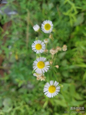 野花