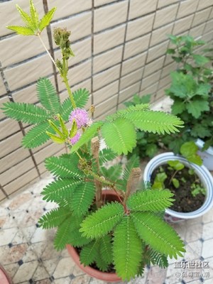 分享好心情，美丽的含羞草……