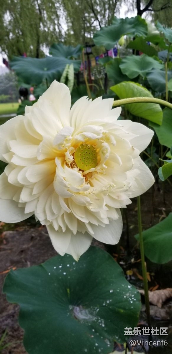 s8+的效果还不错