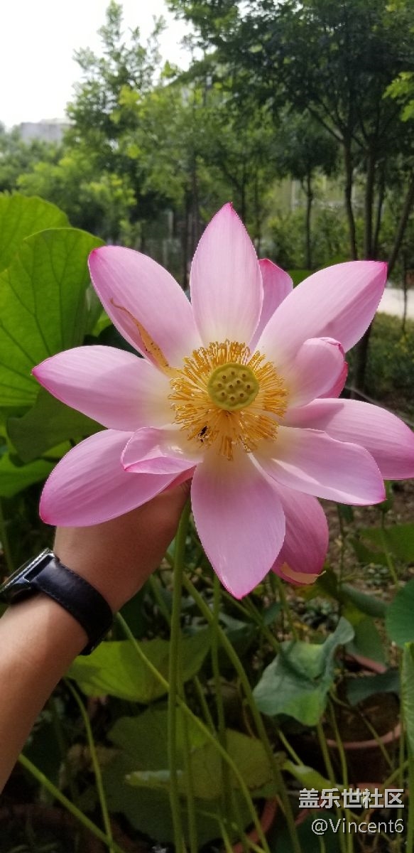 s8+的效果还不错