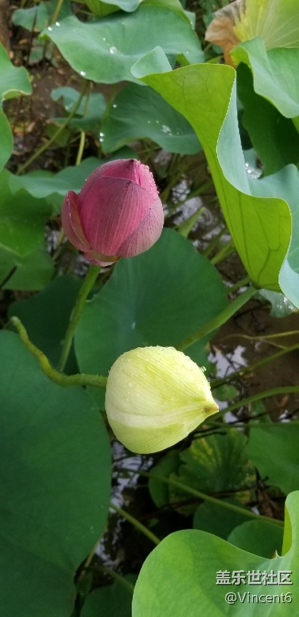 s8+的效果还不错