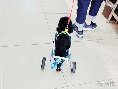 偶遇狗坚强……