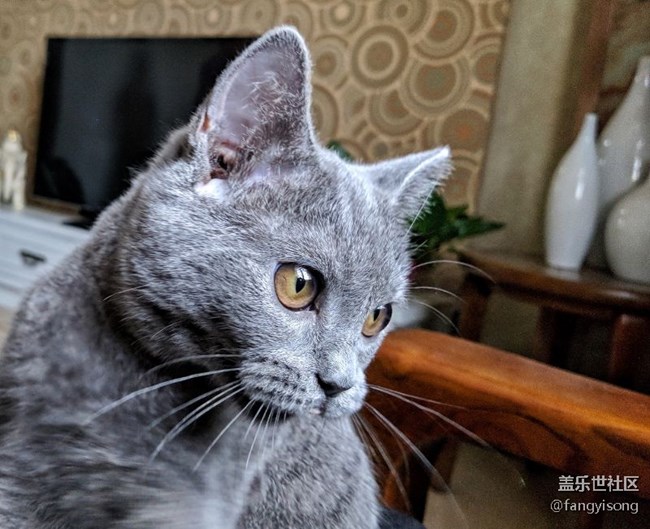 来几张照片