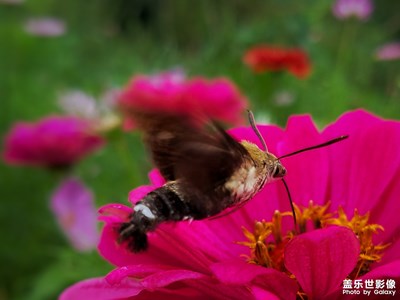 【定格美好】+花间飞舞